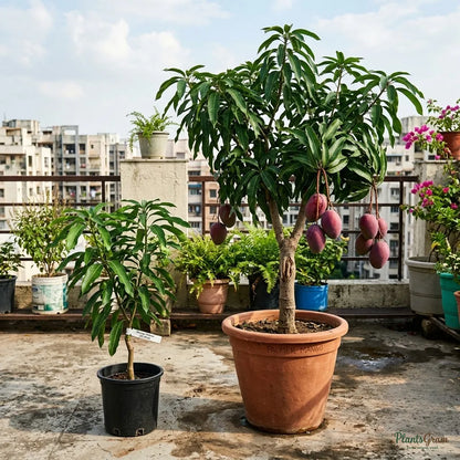 Mango Palmer (Grafted) - Exotic Variety