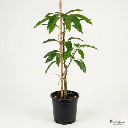 Mango Palmer (Grafted) - Exotic Variety