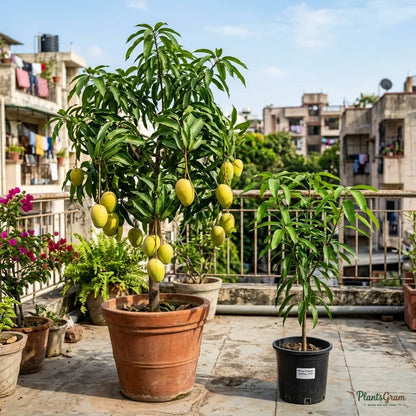 Mango (Grafted) - Panduri