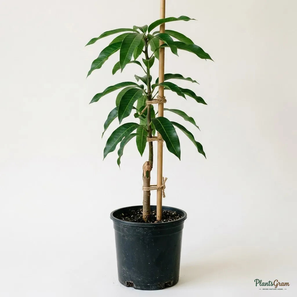 Mango (Grafted) - Panduri