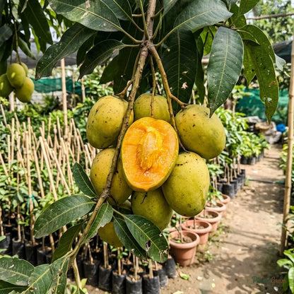 Mango (Grafted) - Panduri