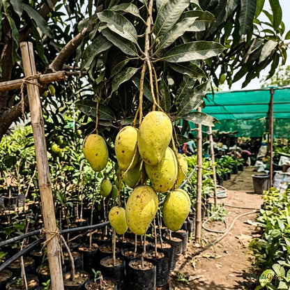 Mango (Grafted) - Panduri