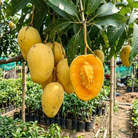 Mango Pedda Rasam (Grafted) - Fruit Plants & Tree