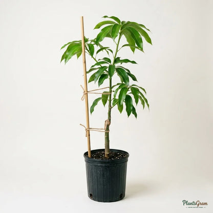 Mango (Grafted) - Royal Special