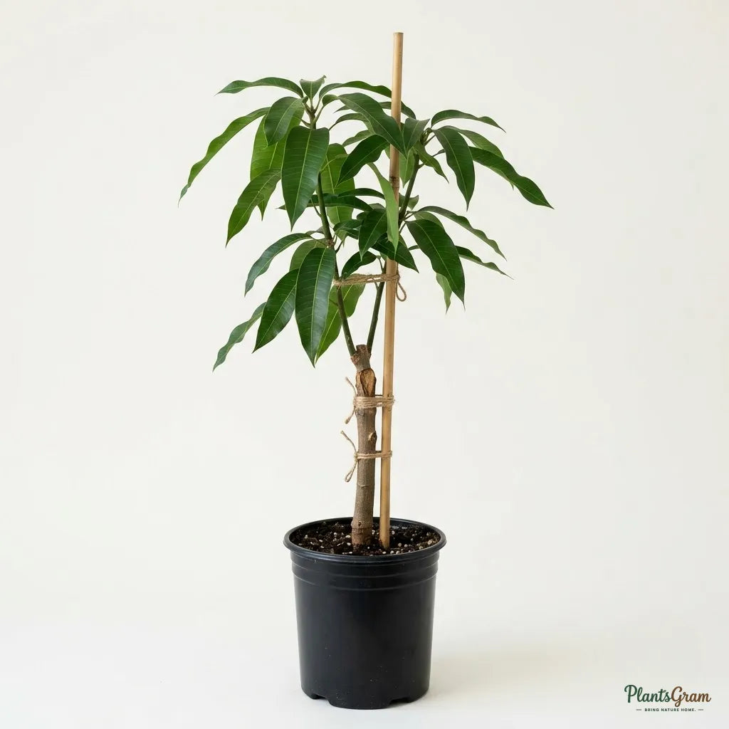Mango (Grafted) - Sugar Candy
