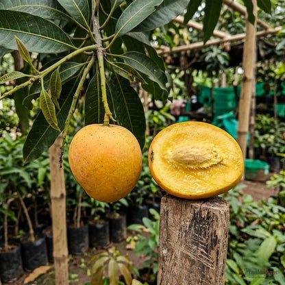 Mango (Grafted) - Sugar Candy