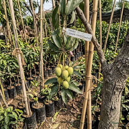 Mango (Grafted) - Sugar Candy
