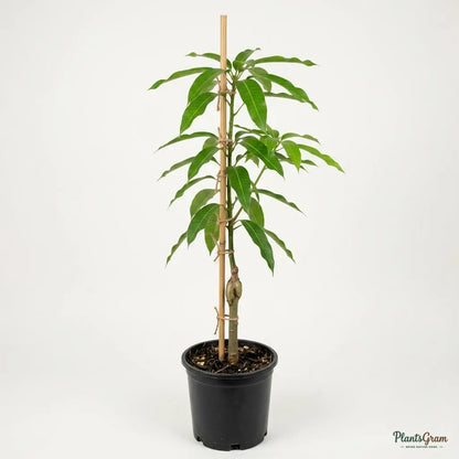 Mango (Grafted) - Suvarnarekha Variety