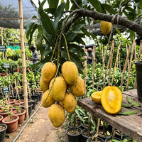 Mango (Grafted) - Suvarnarekha Variety