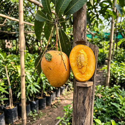 Mango (Grafted) - Suvarnarekha Variety