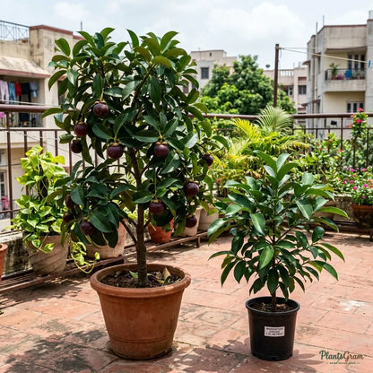 Mangosteen (Garcinia mangostana)
