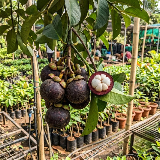 Mangosteen (Garcinia mangostana)