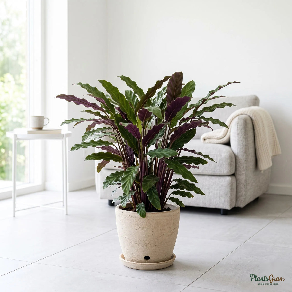 Calathea Rufibarba plant in a beige planter