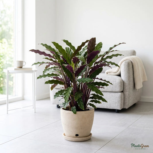 Calathea Rufibarba plant in a beige planter