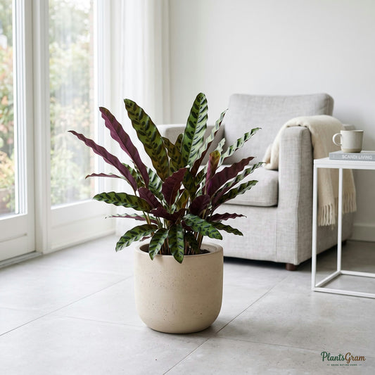Marantha Lancifolia plant in a planter