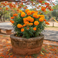 Marigold African Orange Flower Seeds