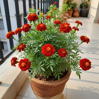 French Marigold Maroon Flower Seeds