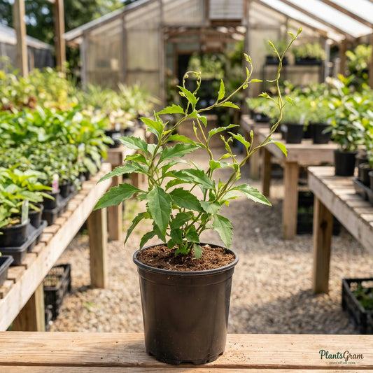 Senecio Orange nursery sapling in a black grow pot