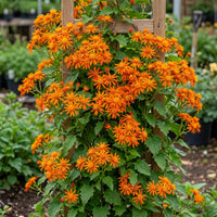 Senecio Orange (Mexican Flame Vine) in bloom with bright orange daisy-like flowers
