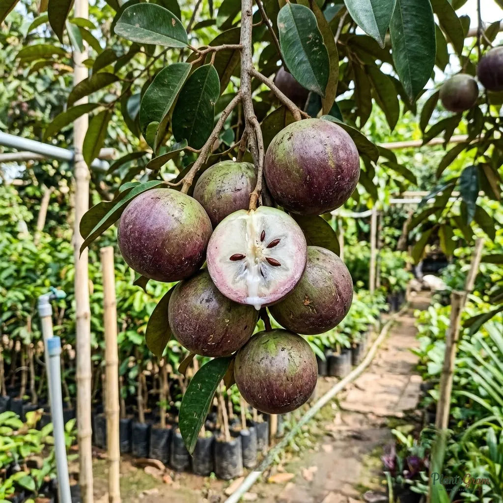 Milk Fruit (Star Apple) - Chrysophyllum cainito Fruit Plant