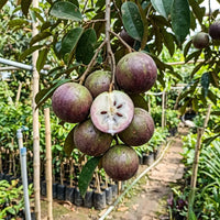 Milk Fruit (Star Apple) - Chrysophyllum cainito Fruit Plant