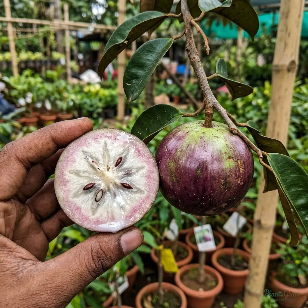 Milk Fruit (Star Apple) - Chrysophyllum cainito Fruit Plant