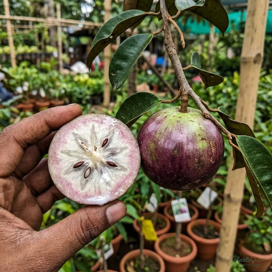 Milk Fruit (Star Apple) - Chrysophyllum cainito Fruit Plant