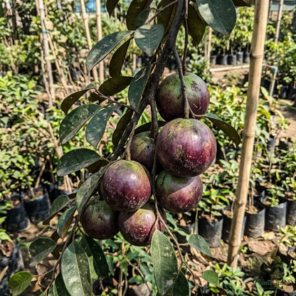 Milk Fruit (Star Apple) - Chrysophyllum cainito Fruit Plant