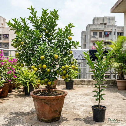Mini Mosambi (Sweet Lime) - Dwarf Fruit Plant