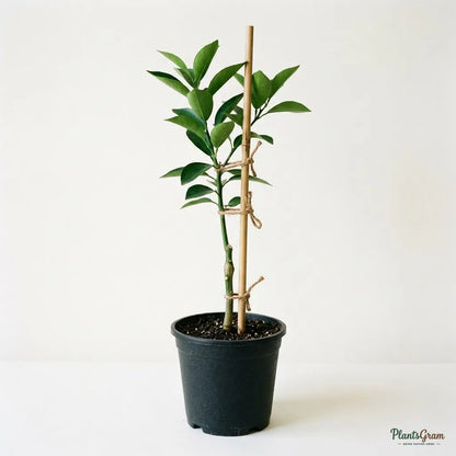 Mini Mosambi (Sweet Lime) - Dwarf Fruit Plant