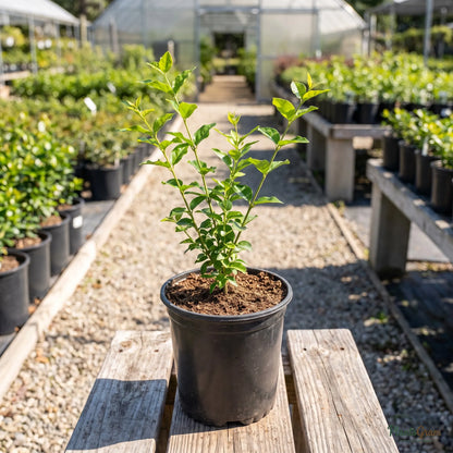 Jasmine Mini/Mogra sapling in nursery pot