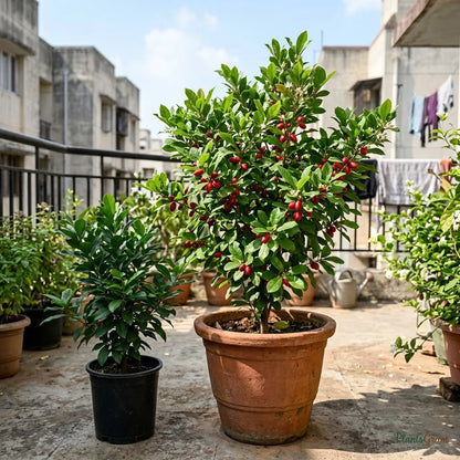 Miracle Fruit - Synsepalum Dulcificum