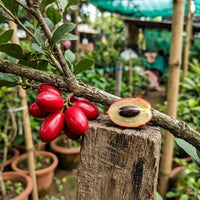Miracle Fruit - Synsepalum Dulcificum