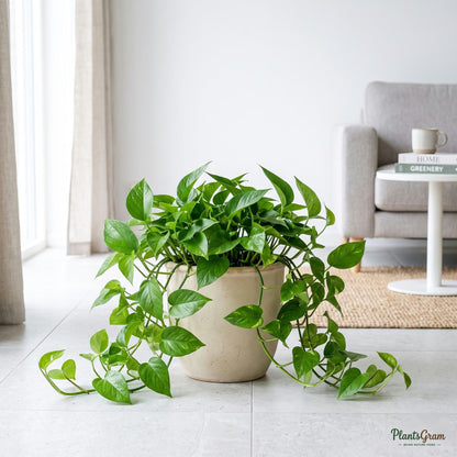 Money Plant Green (Pothos) in planter
