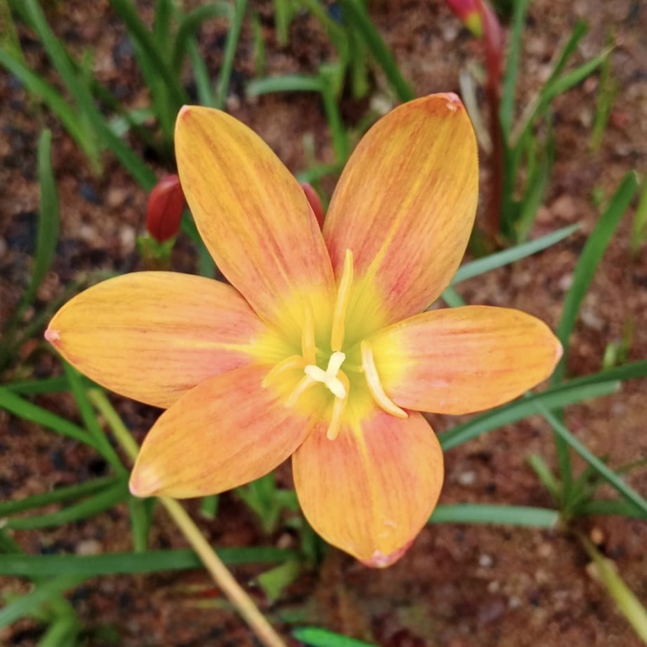 Rain Lily Flower Bulbs (Moon Stone) growing in a pot