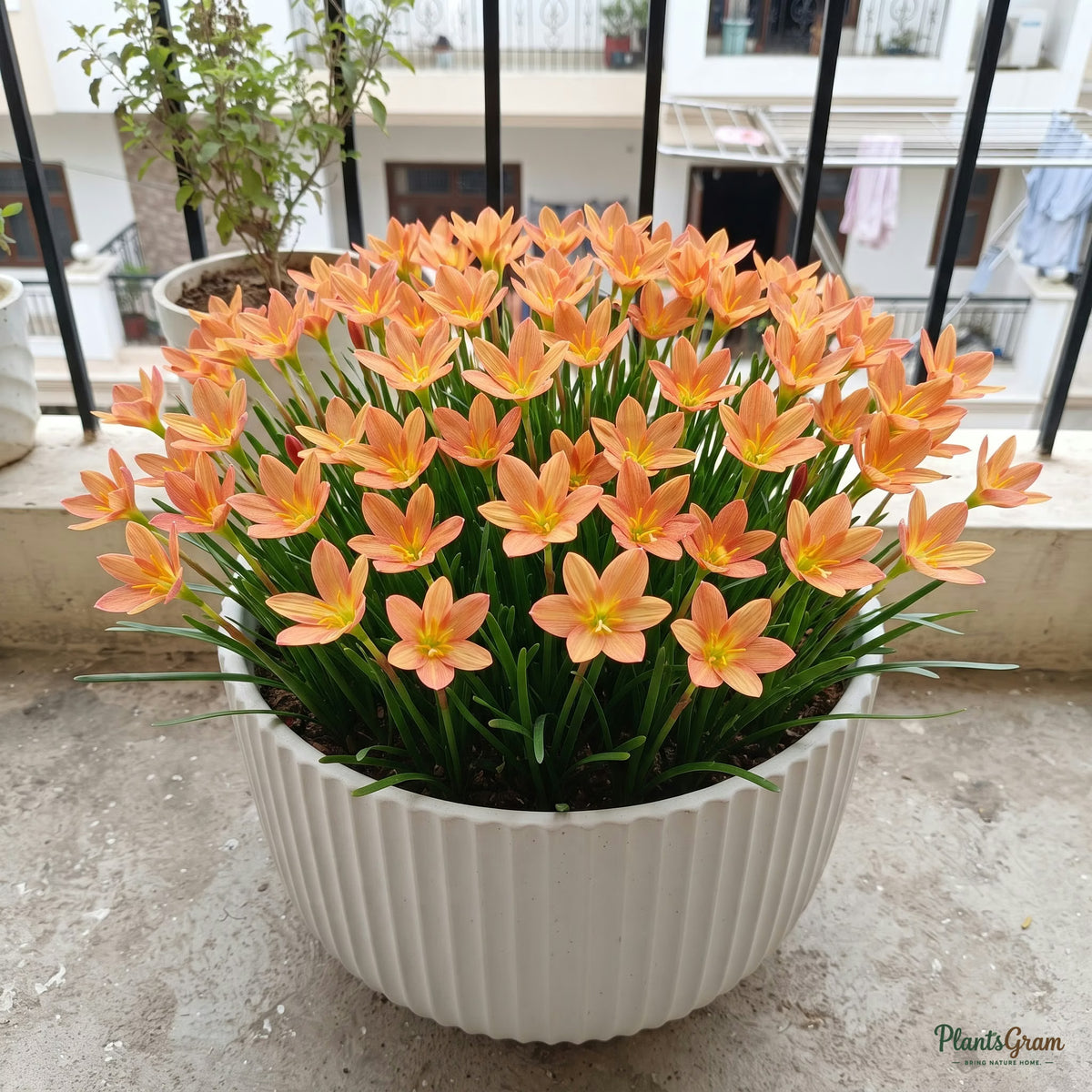 Rain Lily Flower Bulbs (Moon Stone) growing in a pot