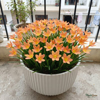 Rain Lily Flower Bulbs (Moon Stone) growing in a pot