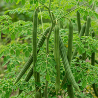 Moringa Drumstick Seeds