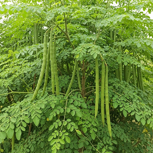 Moringa Drumstick Seeds