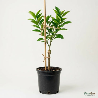 Mosambi / Sweet Lime (Grafted)