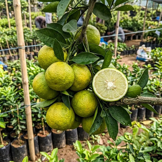 Mosambi / Sweet Lime (Grafted)