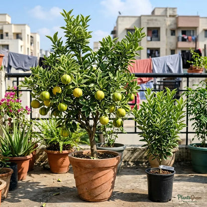 Mosambi Variegata (Grafted) - Fruit Plants & Tree