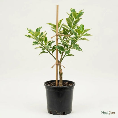 Mosambi Variegata (Grafted) - Fruit Plants & Tree