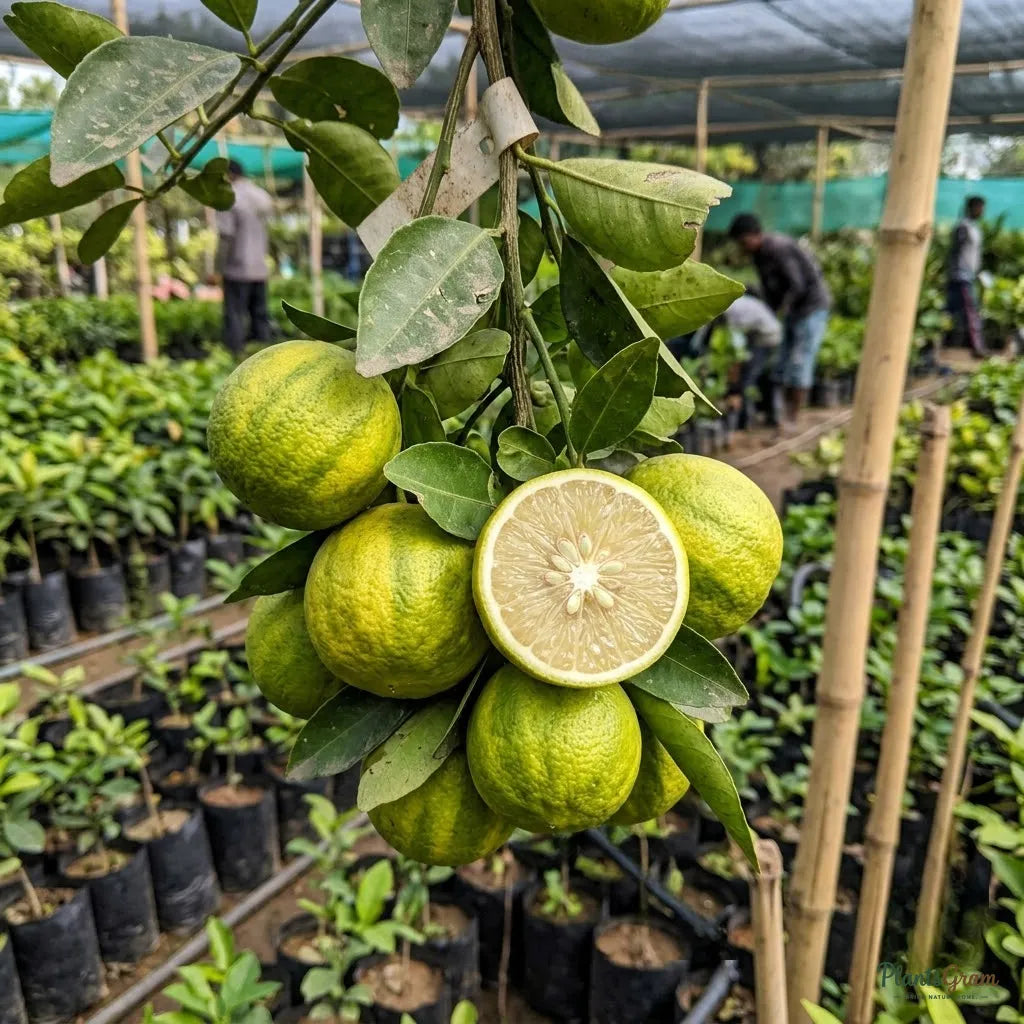 Mosambi Variegata (Grafted) - Fruit Plants & Tree