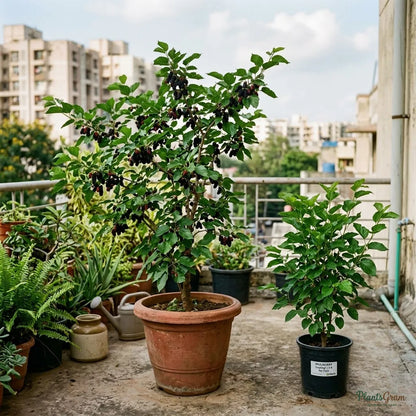 Mulberry (Grafted) - Fruit Plant
