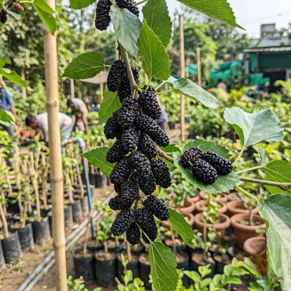 Mulberry (Grafted) - Fruit Plant