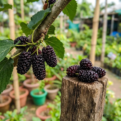 Mulberry (Grafted) - Fruit Plant