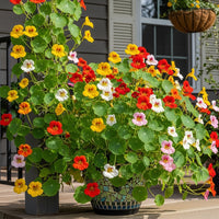Nasturtium Variegated Mixed Flower Seeds
