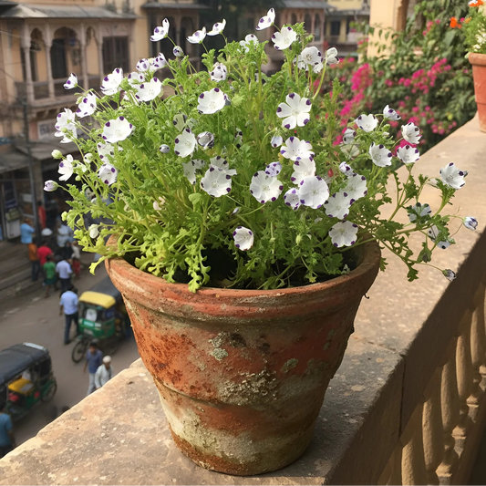 Nemophila White Flower Seeds