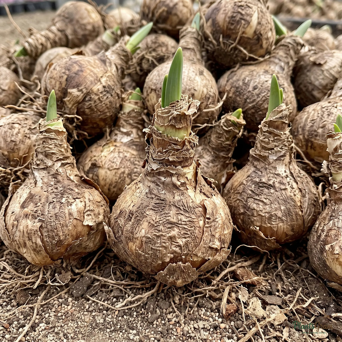 Pile of healthy Nerine bowdenii flower bulbs ready for planting